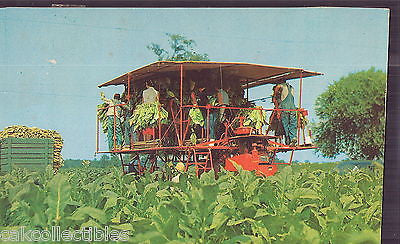 The Modern Method of Harvesting Tobacco - Cakcollectibles - 1