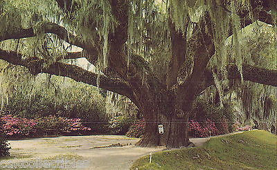 Famous Middleton Oak,Middleton Gardens near Charleston,South Carolina - Cakcollectibles