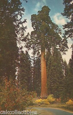 California Tree in General Grant Grove,Kings Canyon National Park-California - Cakcollectibles