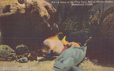Scene in The 7-Ton Coral Reef at Marine Studios-Marineland,Florida - Cakcollectibles
