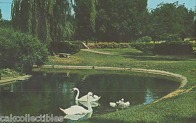 Trumpeter Swans,Memorial Park-Sioux City,Iowa 1978 - Cakcollectibles